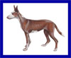 Click here for more detailed Ibizan Hound breed information and available puppies, studs dogs, clubs and forums